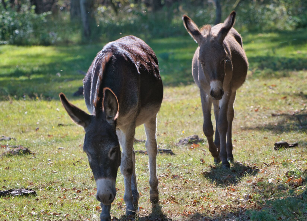 Wild- und Haustierpark Liebenthal